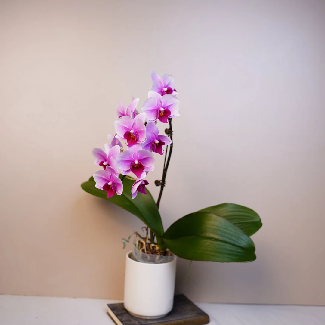 明兰花卉蝴蝶兰【绝代双骄】3.0寸带花带少量花苞开花株发货