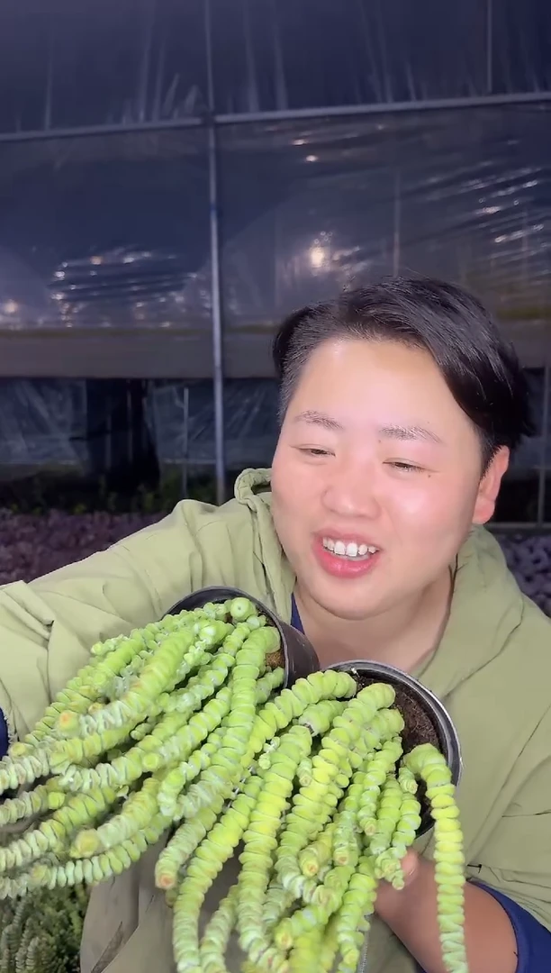 微徒散群钱串2盆  5