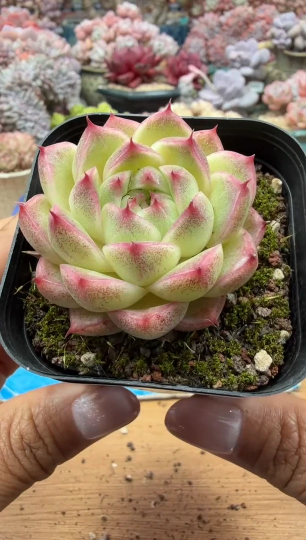 东云多肉园二店-123