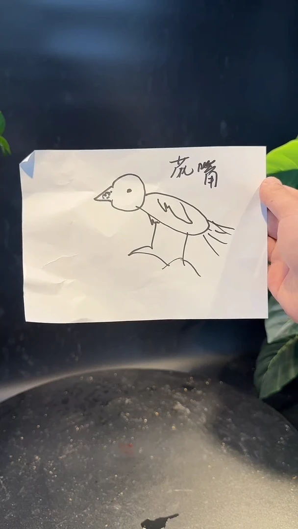 59号  花嘴梧桐养笼  0元起拍