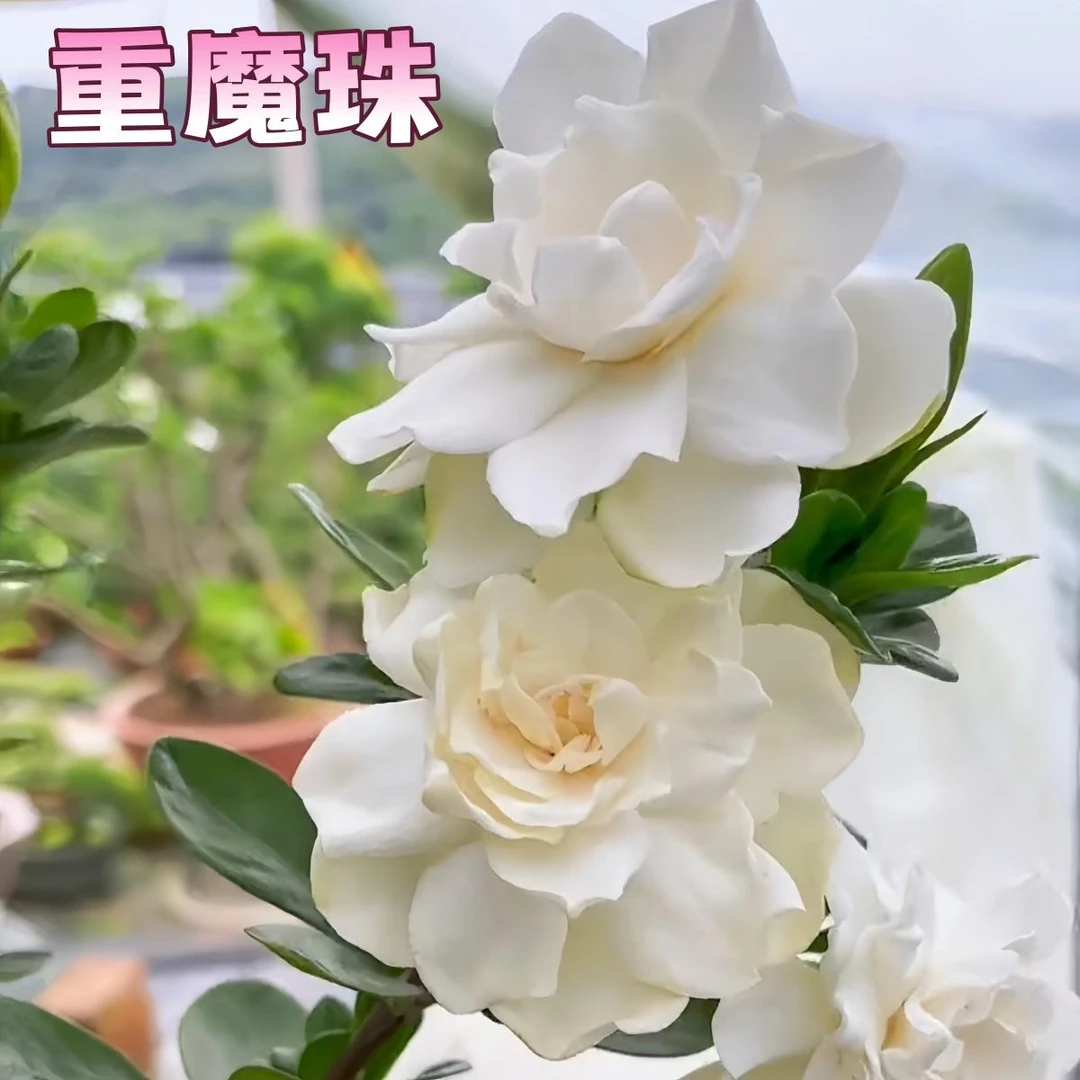 【重魔珠】栀子花贵货品种小叶栀子花耐热浓香绿植花卉室内外植物