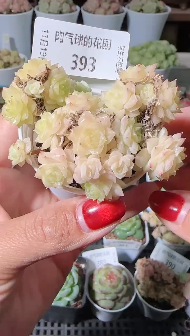 1119-393麦秆群生不包整