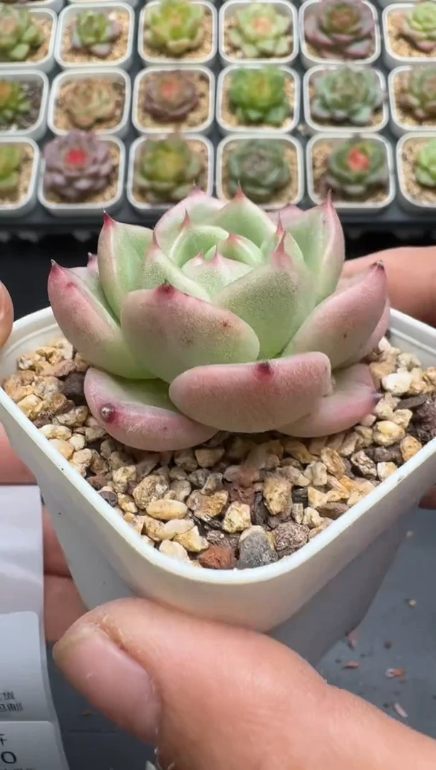 637E云禹多肉植物 带盆土纸巾打包 3颗包邮