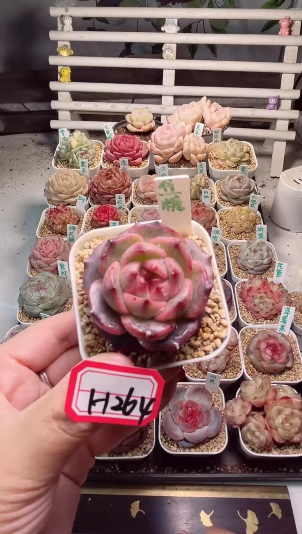 【闪购商品】H264焦糖一物一拍