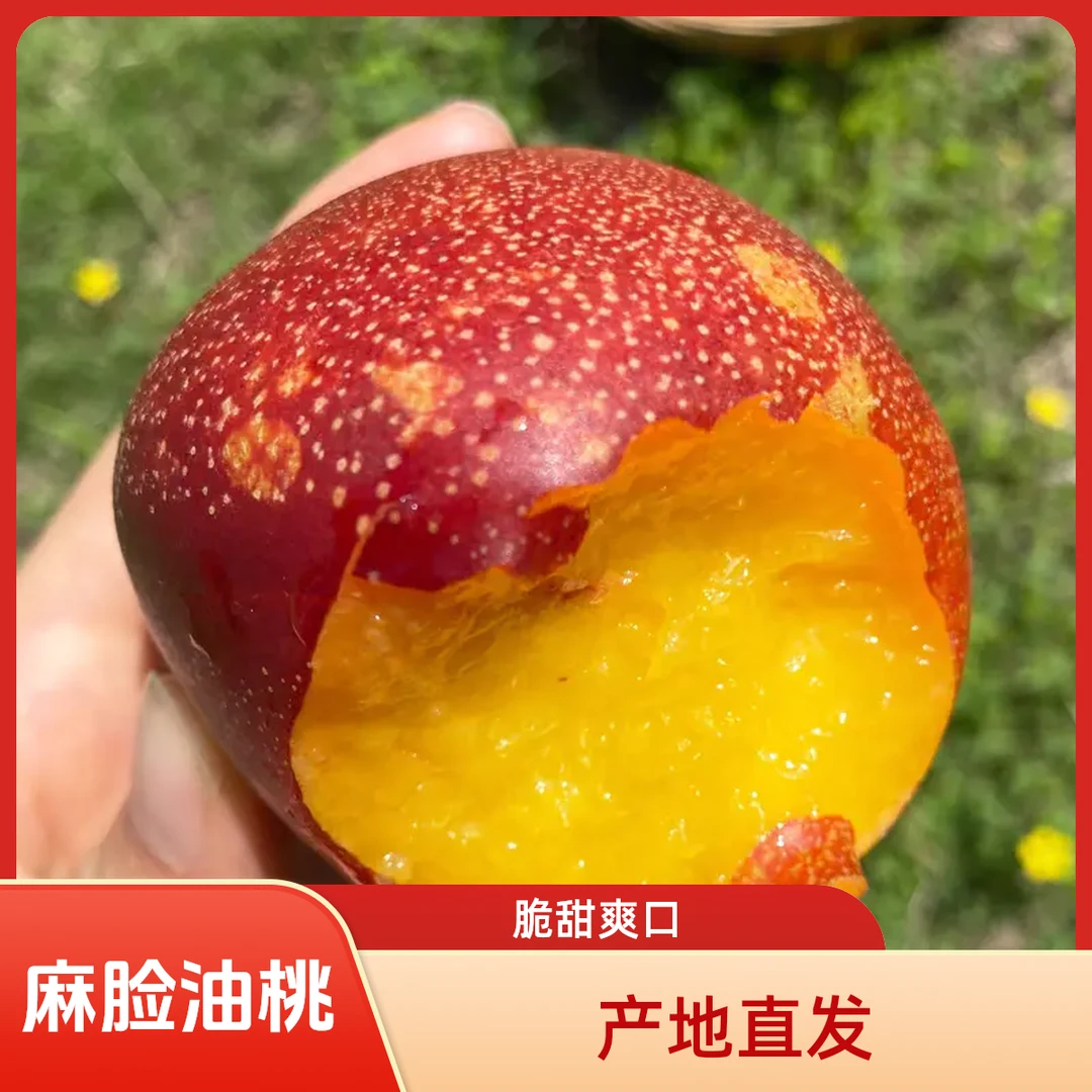 【脆甜】露天山西麻脸黄心小油桃新鲜采摘产地直发坏果包赔顺丰快递