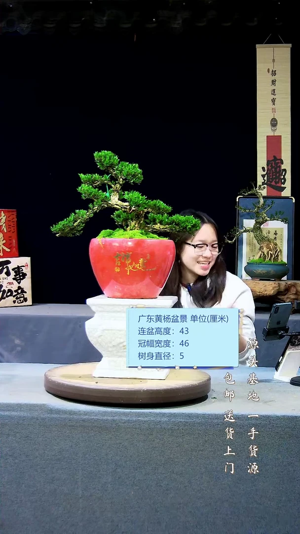 【闪购商品】雀舌黄杨盆景雀舌黄杨盆景