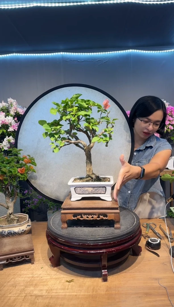 诚**车三角梅绿叶橙