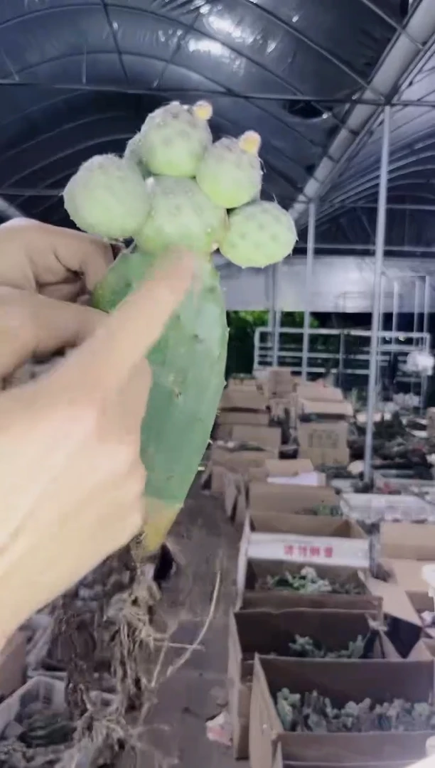 6-12头 大本 习志野【嫁接】