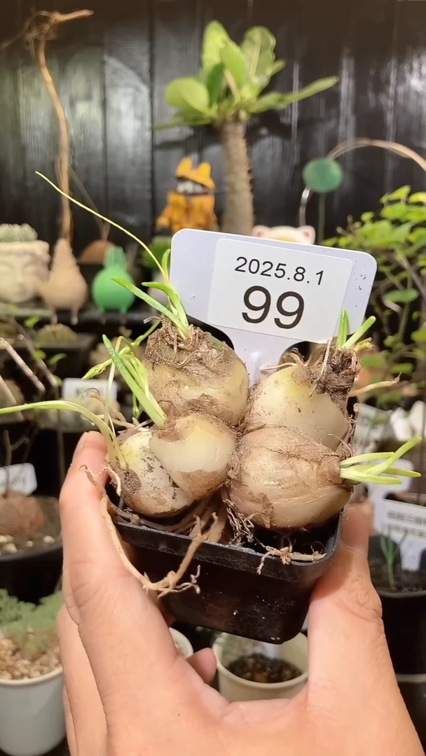 99号801福利齐力文