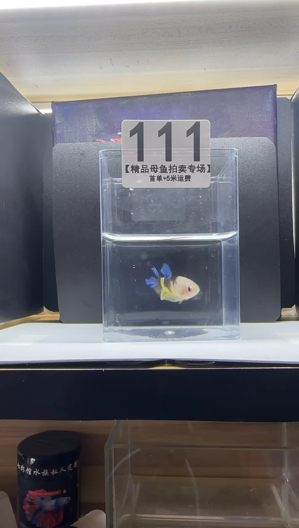 斗鱼母鱼编号：111