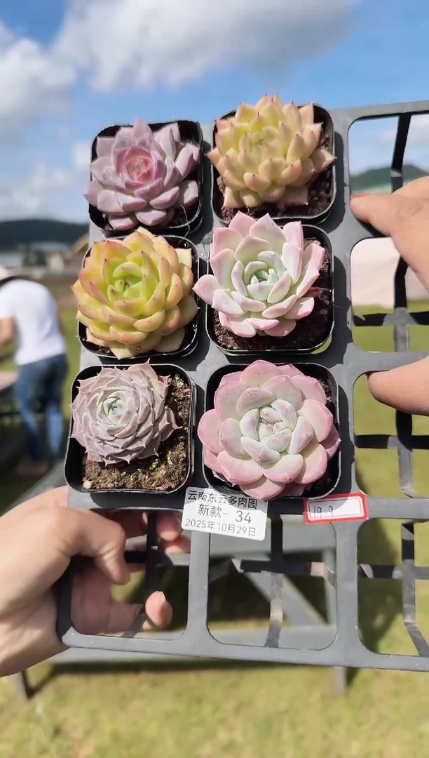 东云多肉园新款-34