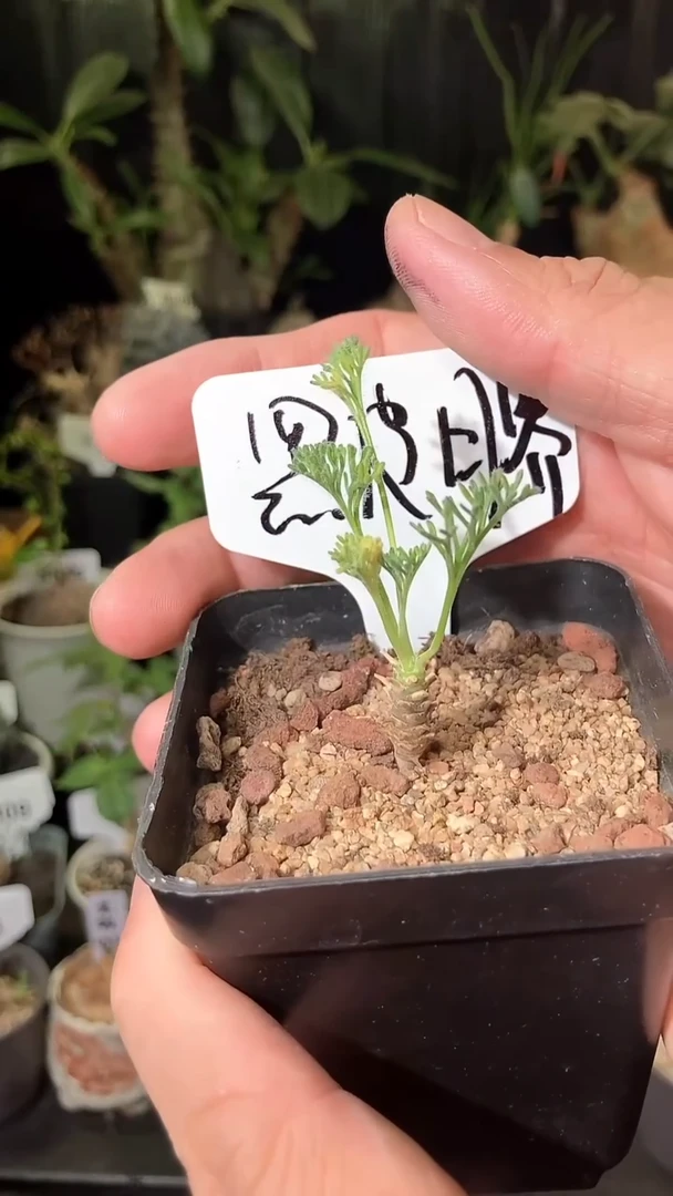 号922福利实生黑皮月界宝宝