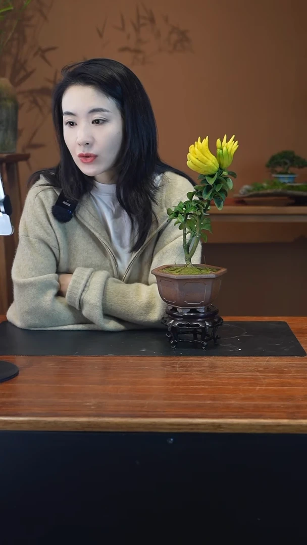 全部花朵佛手盆景盆景盆景