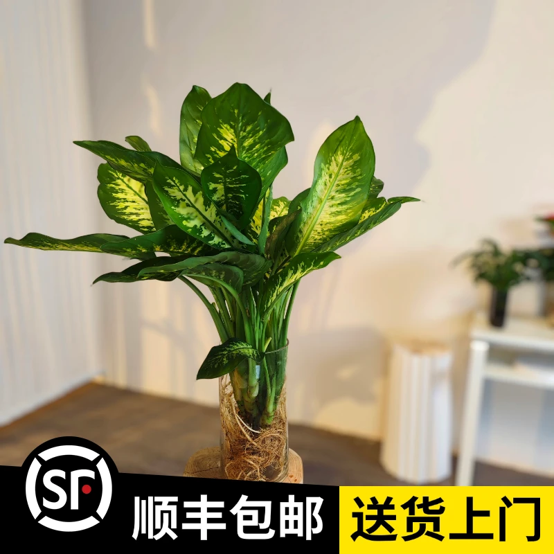 【斑马万年青】小一株苗50CM（顺丰包邮）室内绿植吸尘净化空气