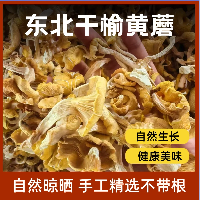 东北小兴安岭榆黄蘑菇干蘑菇250克营养健康美味鸡油蘑