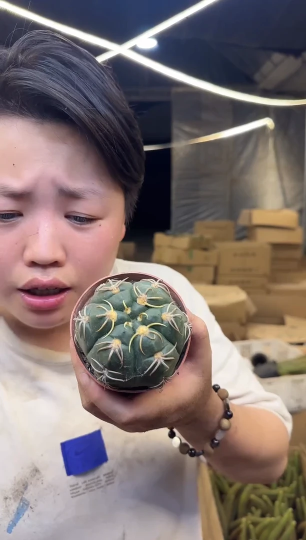 实生高木海王1颗9.99