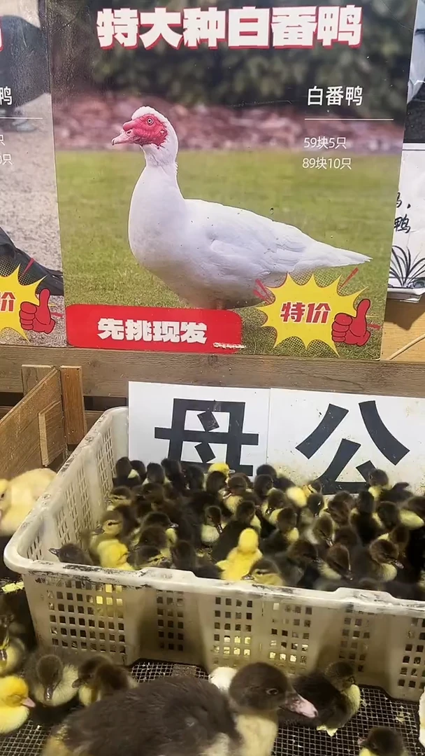 柯尔鸭3只番鸭2白1黑