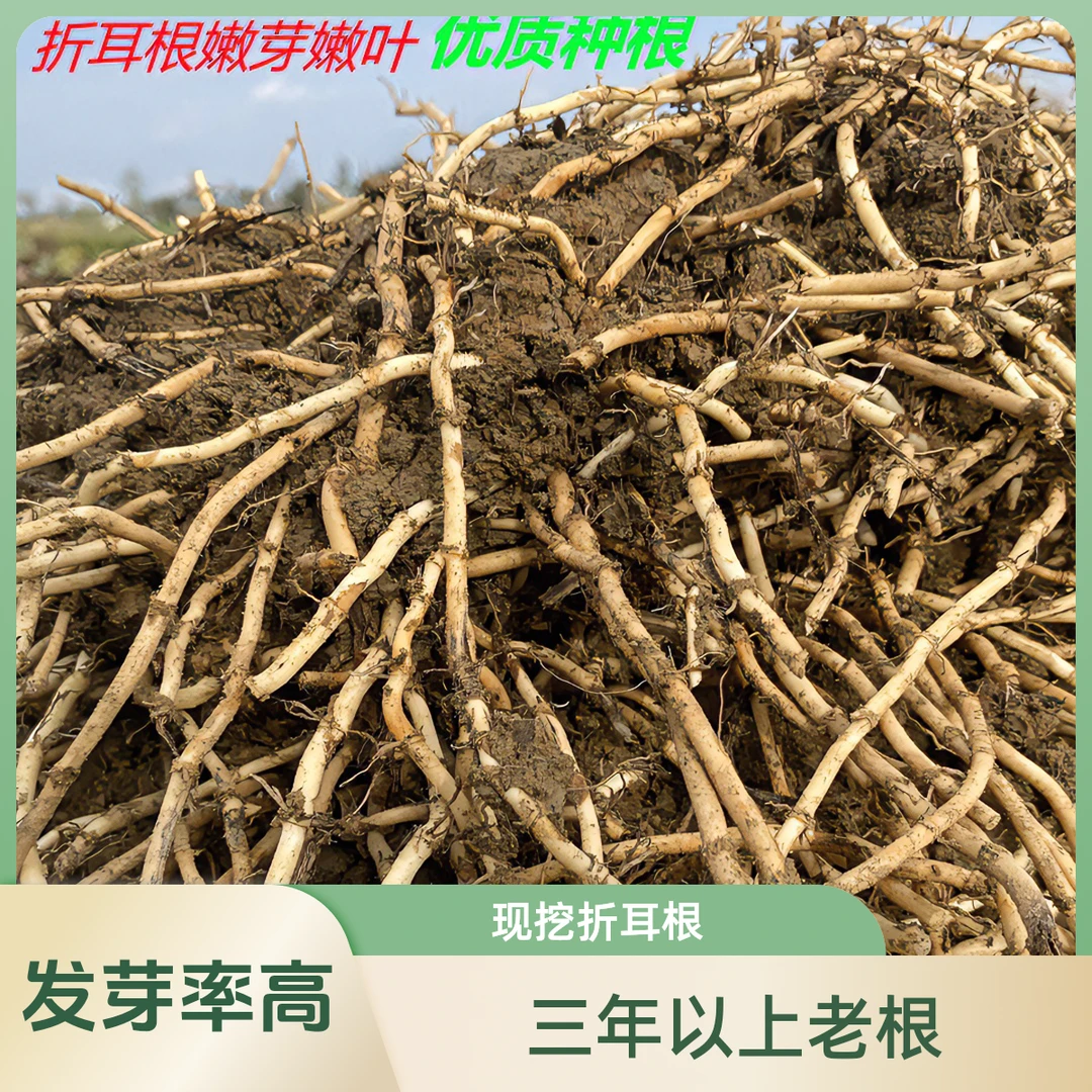 四川绵阳折耳根种根 芽叶根优质种根鱼腥草种根 现挖现发5-100斤