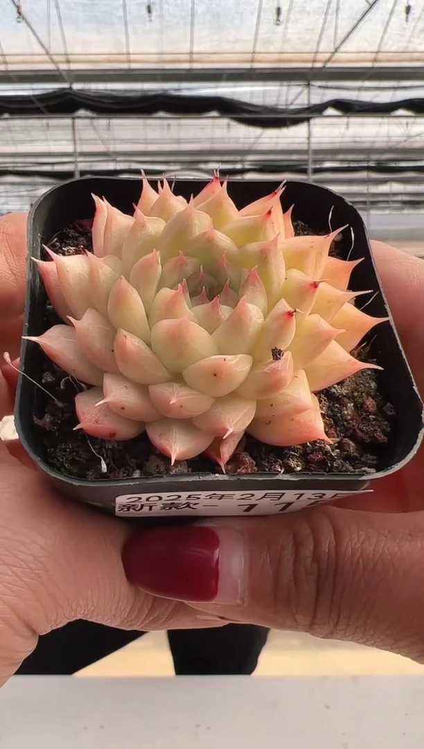 【闪购商品】新款多肉-115