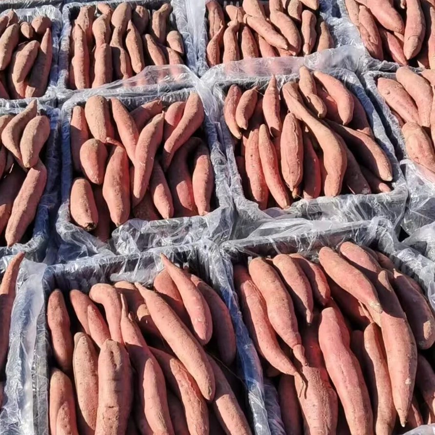 西瓜红蜜薯 中大果五斤