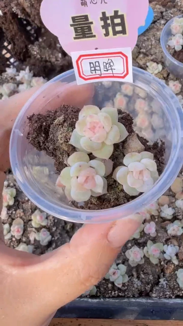 明眸 单双混 3颗量拍混发 满9.9包邮