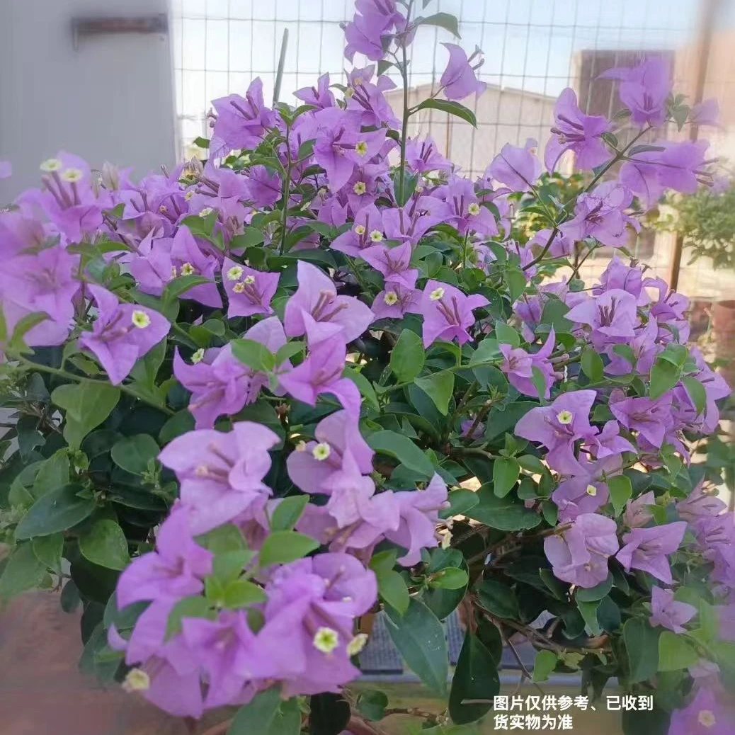 【巴西紫】【终身包对版】三角梅四季开花爬藤飘枝好养护【无售后】