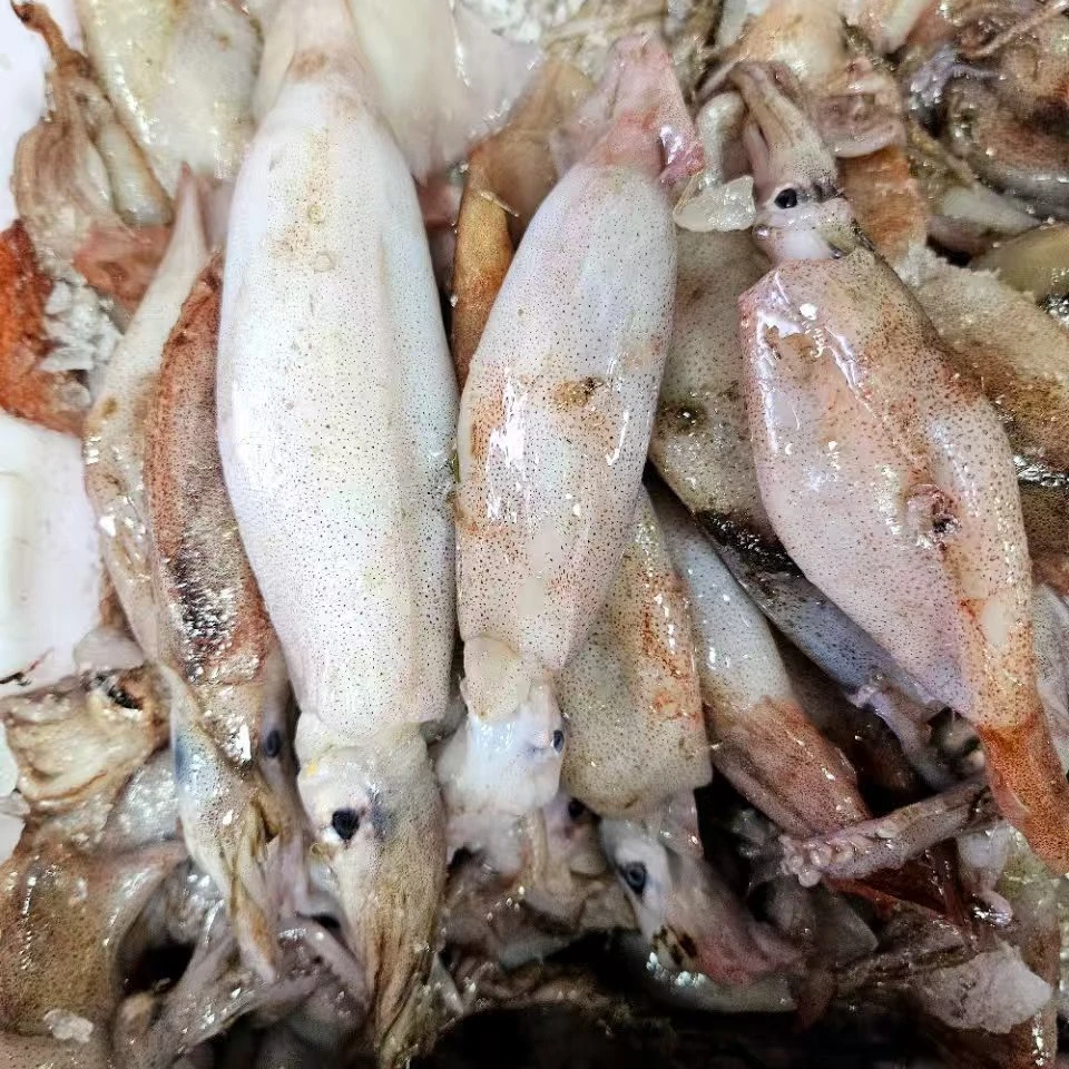 青岛当地原浆鱿鱼.四斤加一斤到手5斤顺丰特快