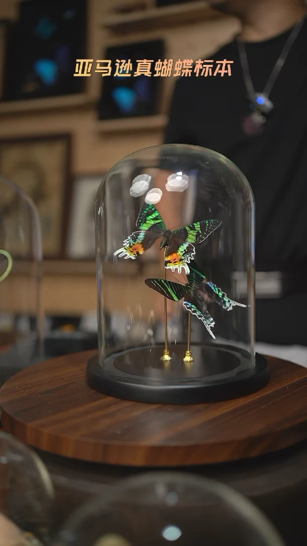 太阳蛾+月亮蛾大号玻璃罩