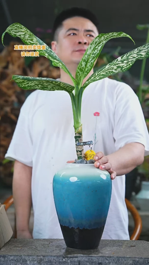 当前无花栽培后可以开花597暴风雪+