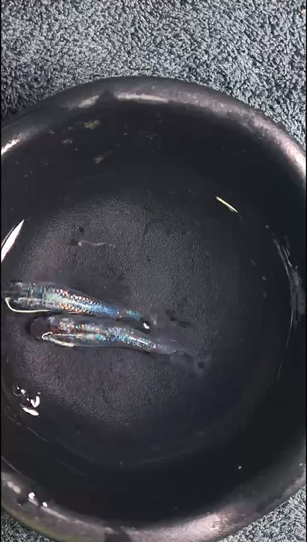 青鳉鱼观背青鳉21