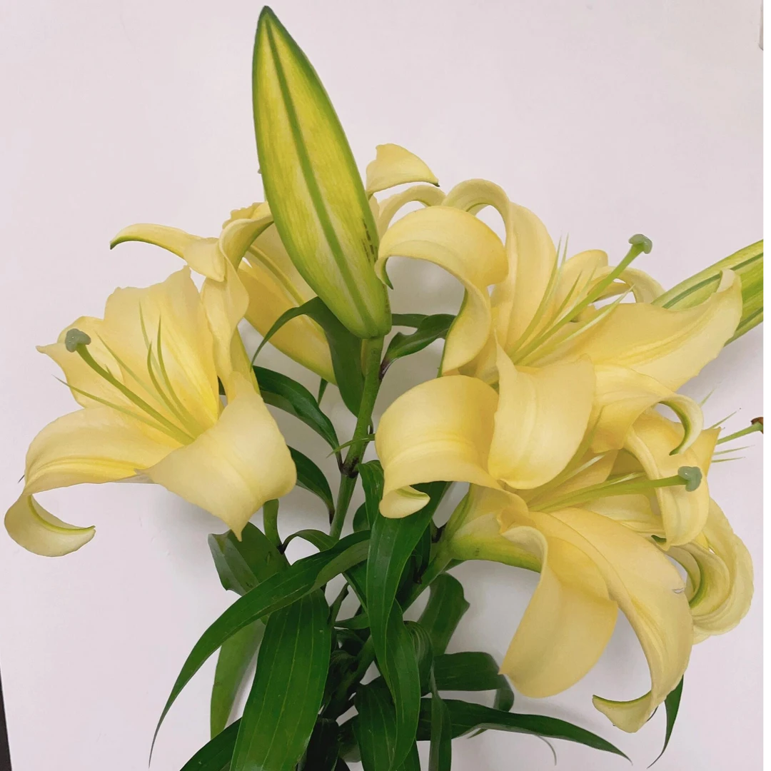【A级皇帝百合鲜花】单瓣百合鲜切花云南基地直发