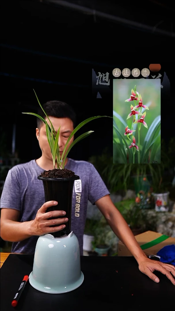 当前无花栽培后可以开花用****1建兰国魂一物一拍
