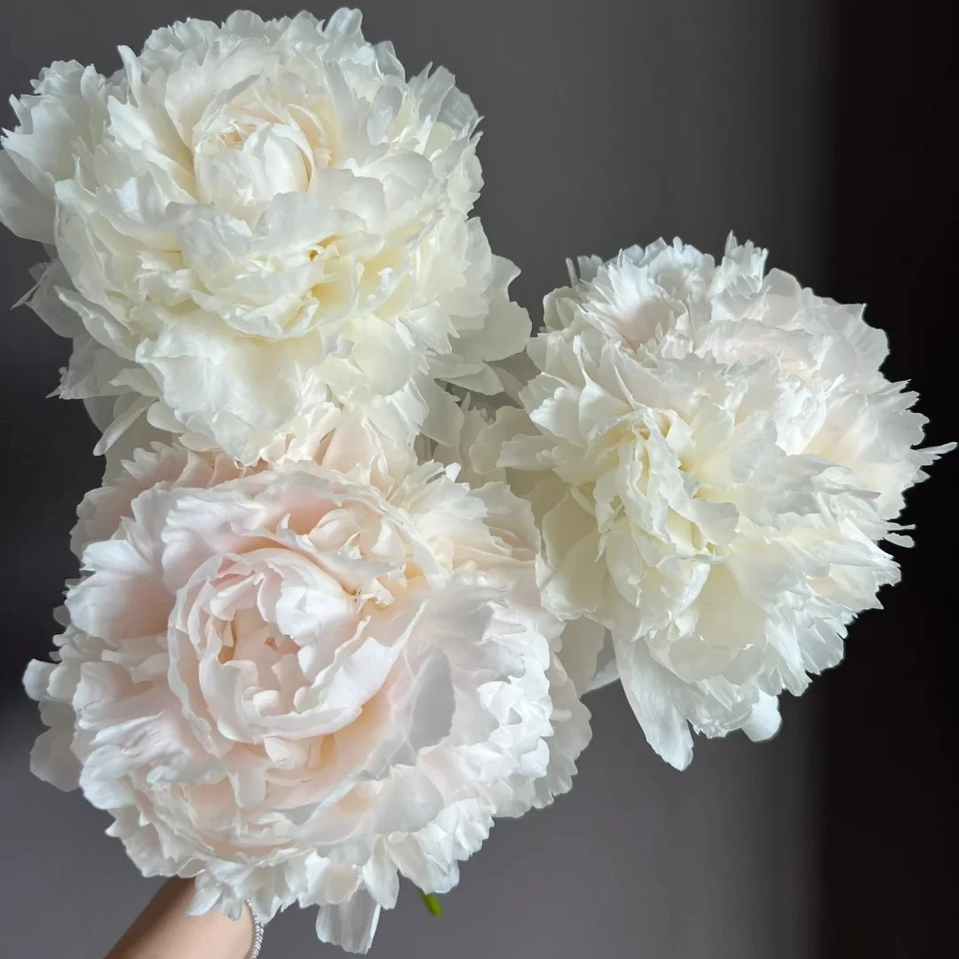 【查科兄弟】芍药苗 白色大花型盆栽阳台庭院花园 包对版包正版