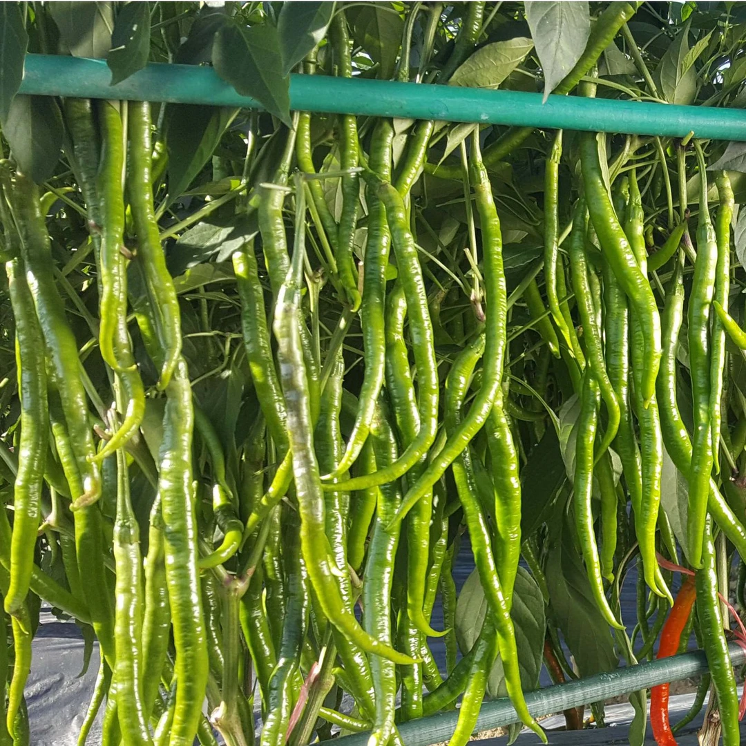 【新鲜辣椒】新鲜青红辣椒线椒应季好吃