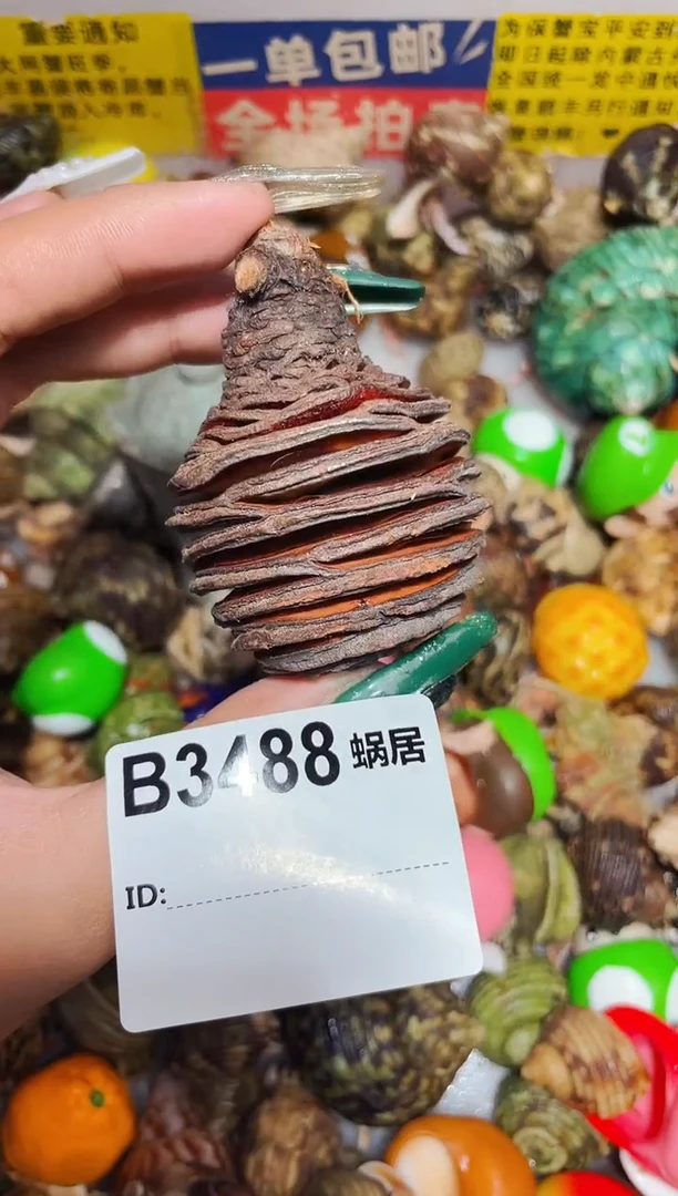 陌派甄选寄居蟹3488