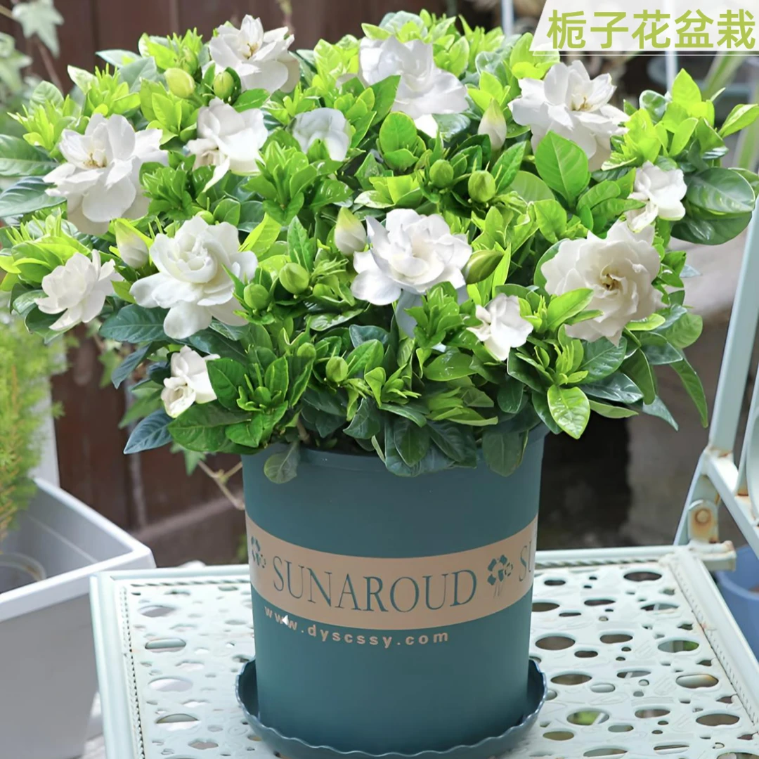 大叶栀子花盆栽幼苗浓香型花卉绿植开花芳香庭院阳台植物花卉