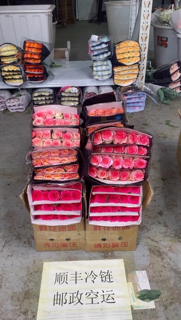 佛洛依德20枝+艾沙20枝+朱小姐20枝