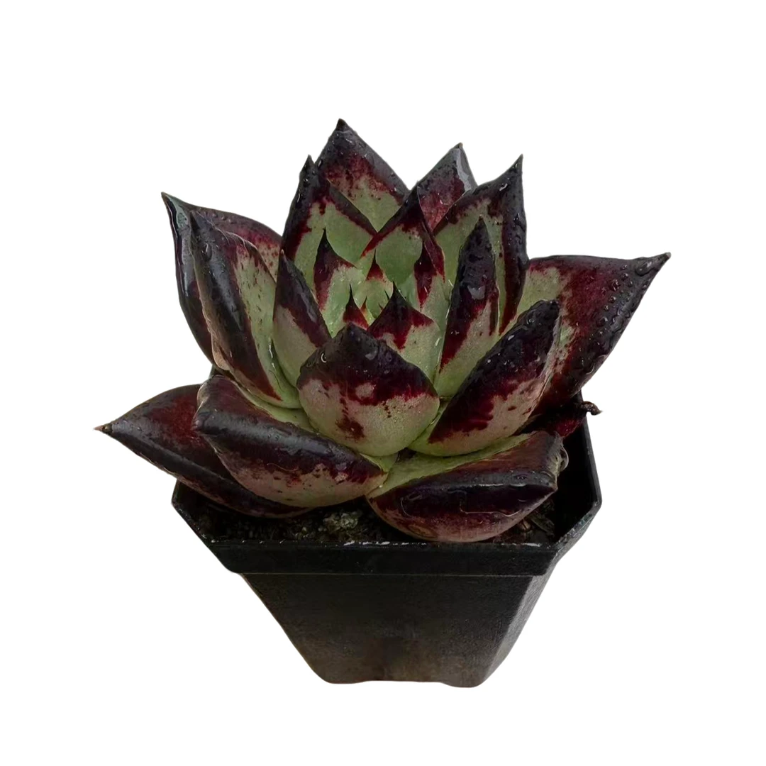 黑魔王乌木精品多肉  新手好养 满9.9包邮以直播间为标准发货精选