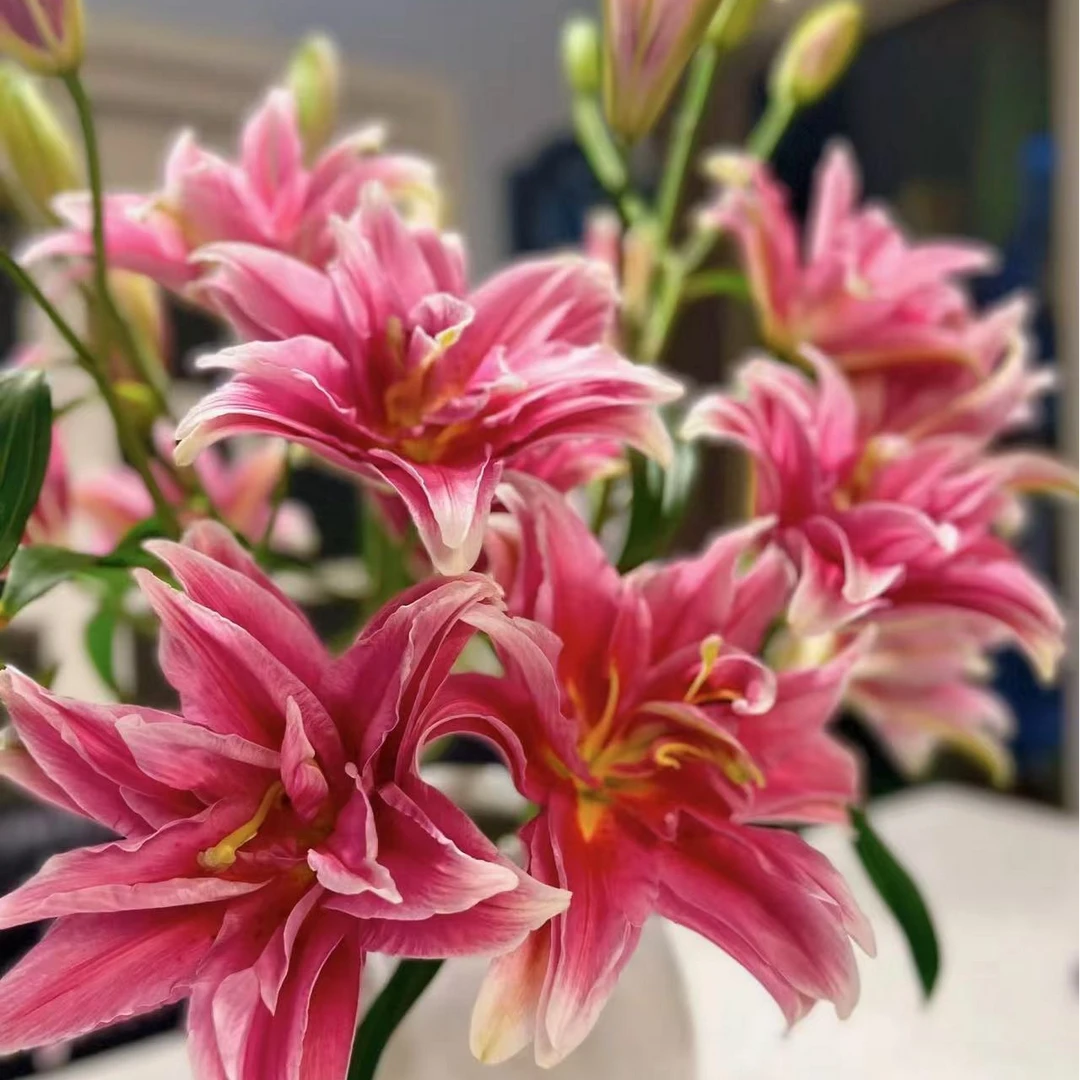 【初見】艾琳娜 重瓣百合家庭水养鲜切花