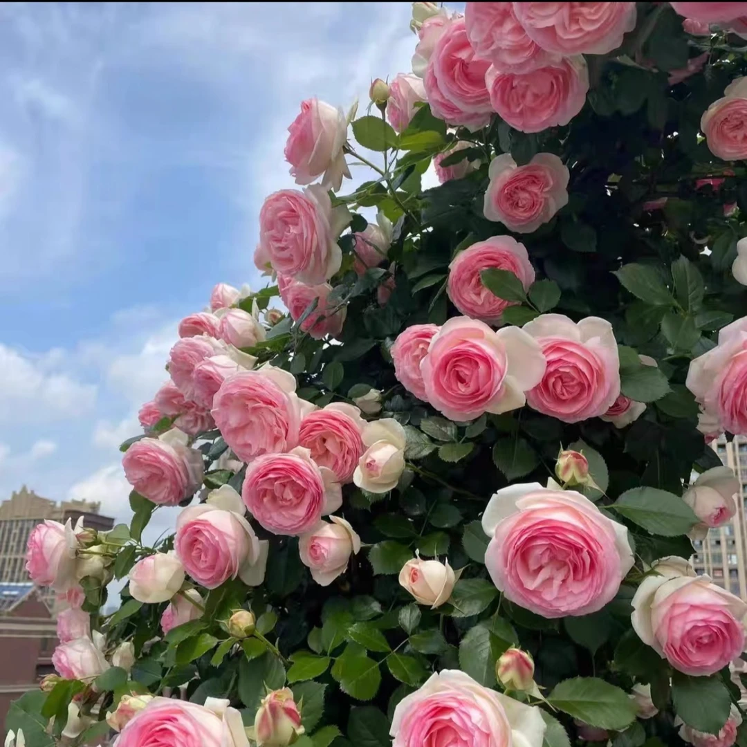 1.5-1.7米大苗蔷薇花 月季花  爬藤月季 四季开花盆栽
