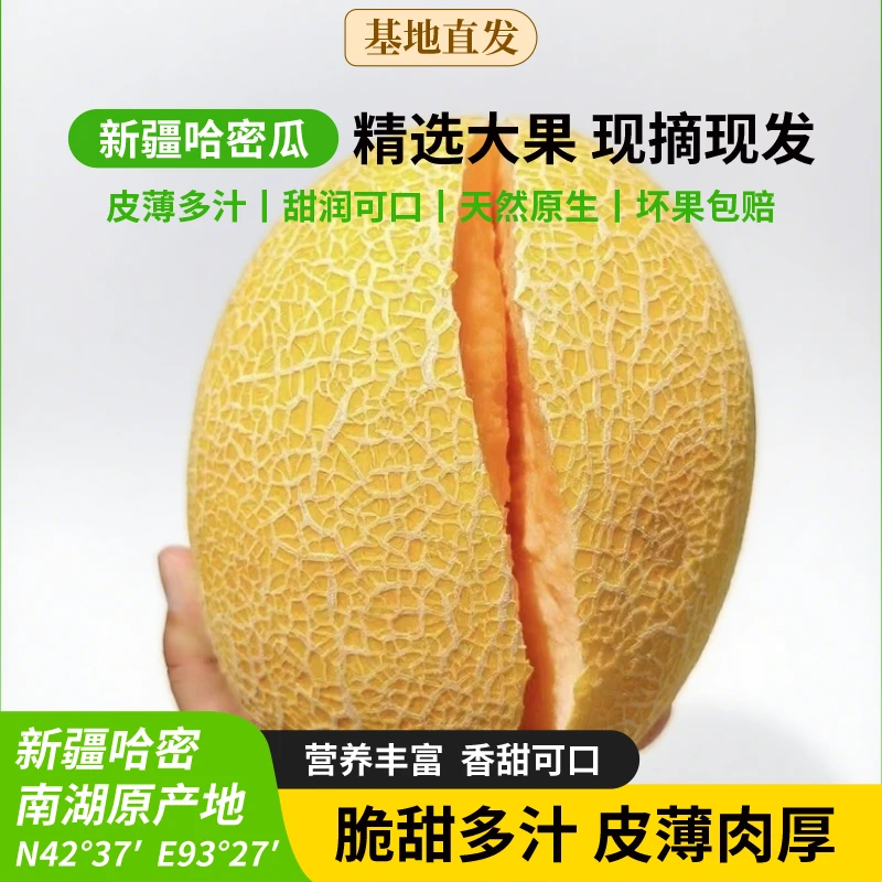 新疆直发金色年华哈密瓜当季新鲜脆甜多汁水果