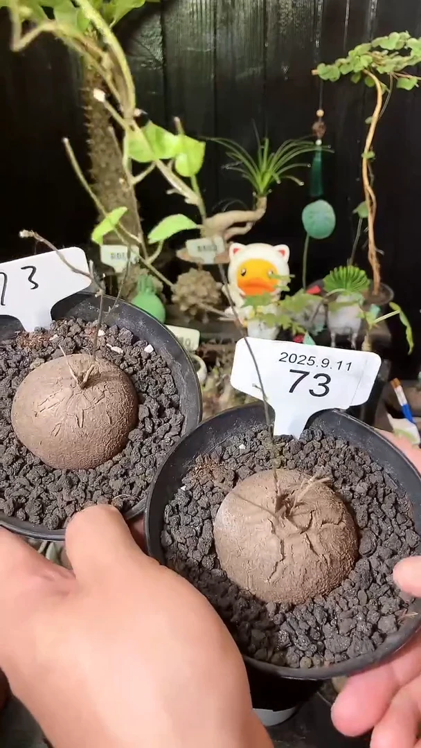 73号911福利南非龟甲龙买1个送1个