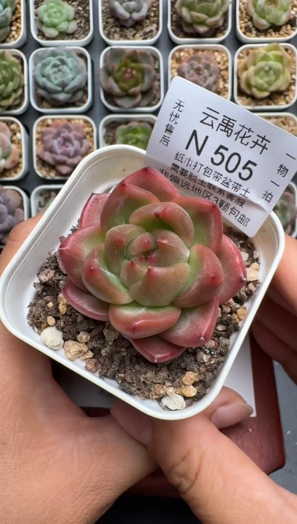505N当天拍3颗包柚 带盆土发纸巾打包 云禹花卉 珍妮多肉植物