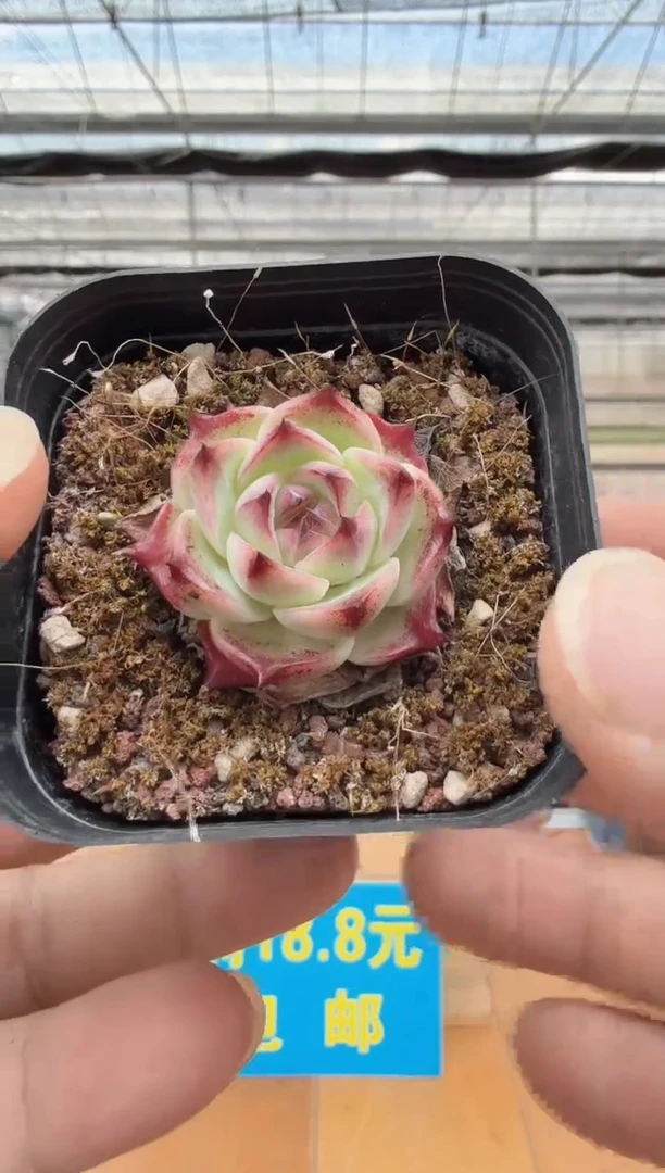 东云多肉园二店-18