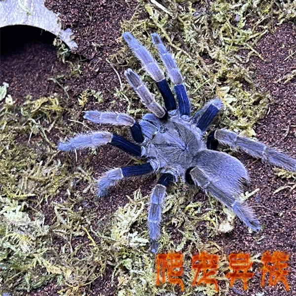 苏门答腊棕蜘蛛Coremiocnemis Kotacana活体宠物蜘蛛（霍格同属）