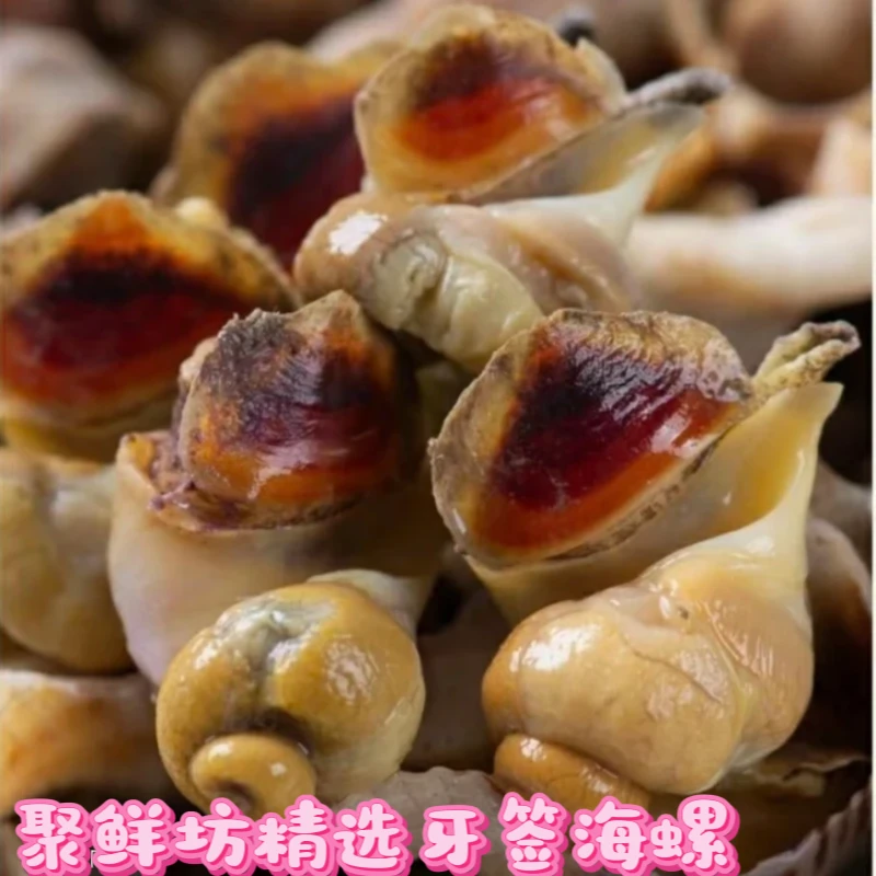 野生海捕超肥鲜活小海螺牙签海螺顺丰发货除了壳哪都能吃