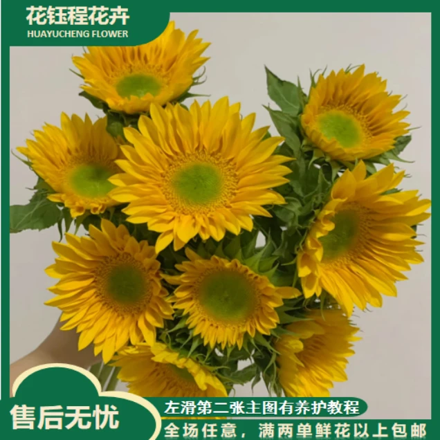 【母亲节限定】迷你绿心向日葵  两单以上包邮