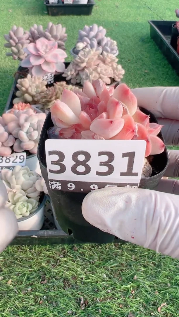 【闪购商品】信福多肉一物一拍