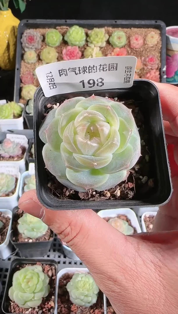 1202-198bl-8多肉群生不包整