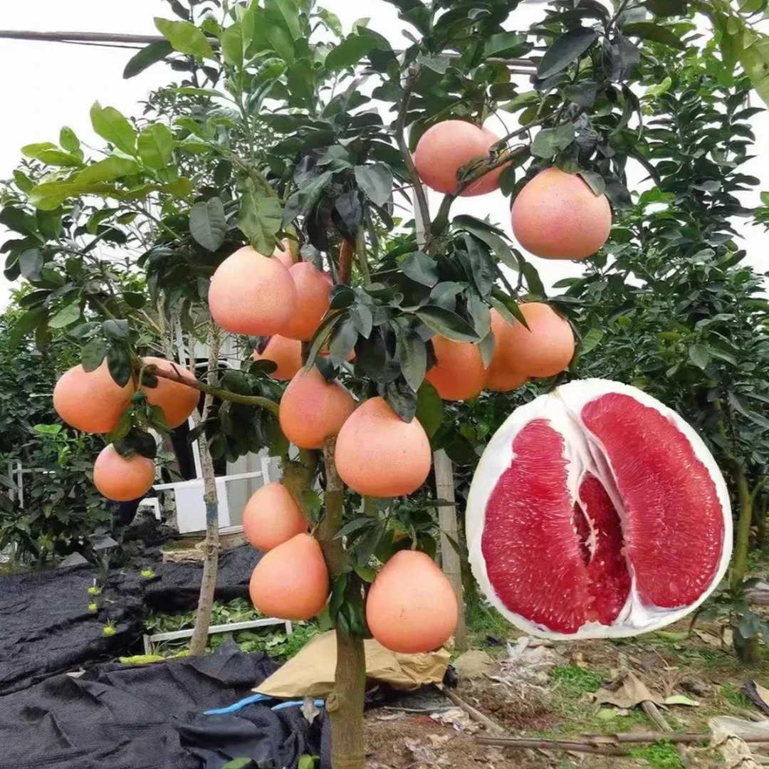 【红心蜜柚苗】正宗嫁接品种 南北方阳台庭院盆栽地栽柚子果树苗